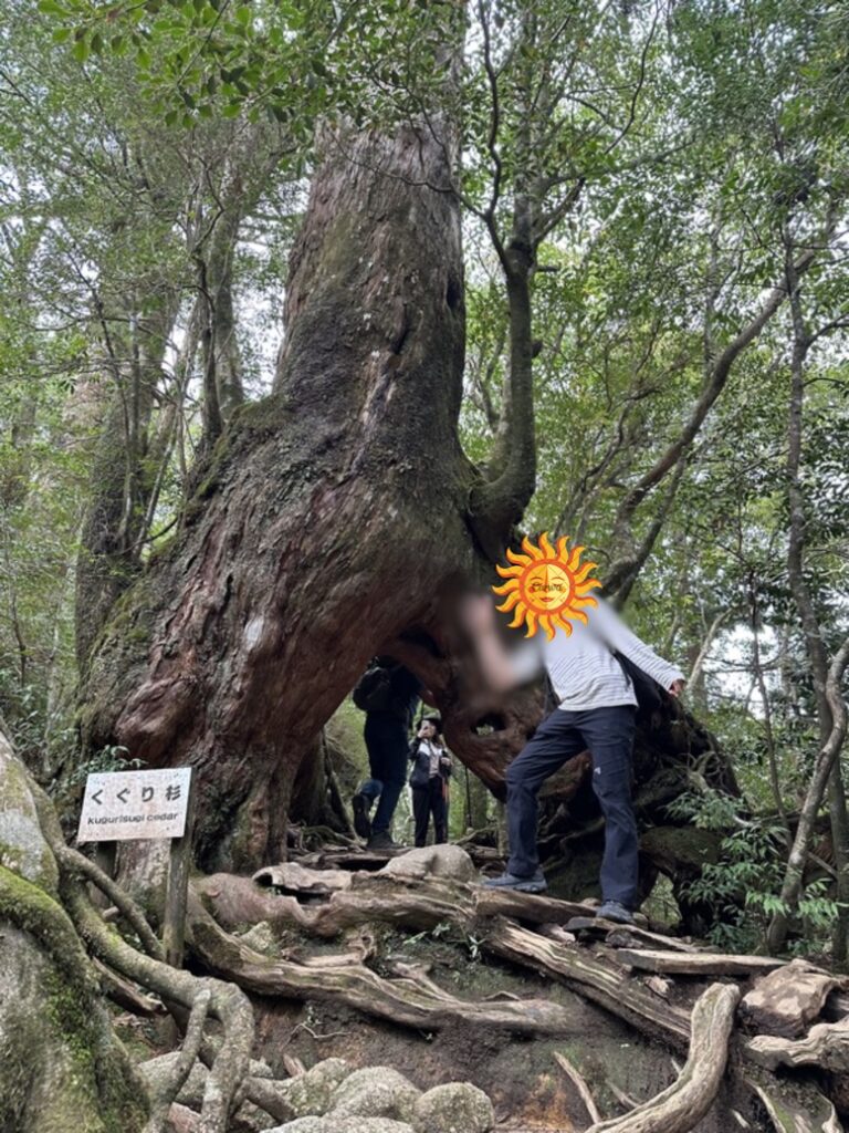 くぐり杉とたむ。
