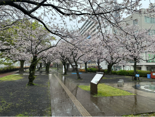 雨の中の甲突川沿いの桜並木の写真
