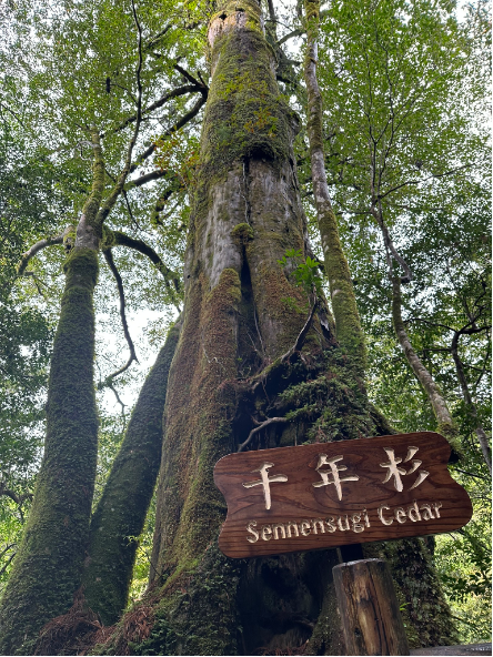 千年杉