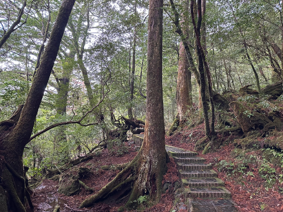 ヤクスギランド内の風景