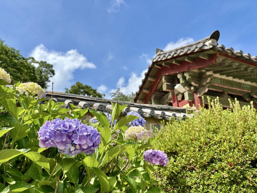 紫陽花の後ろに仏国寺の建造物が映る写真