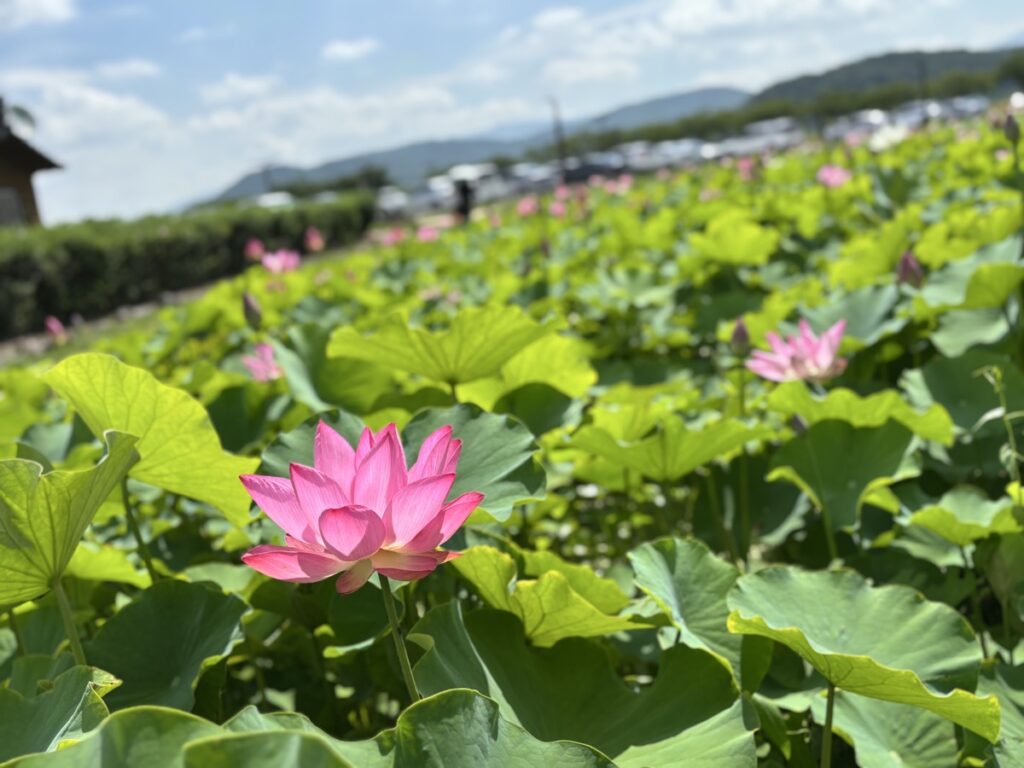 ハスを写した写真