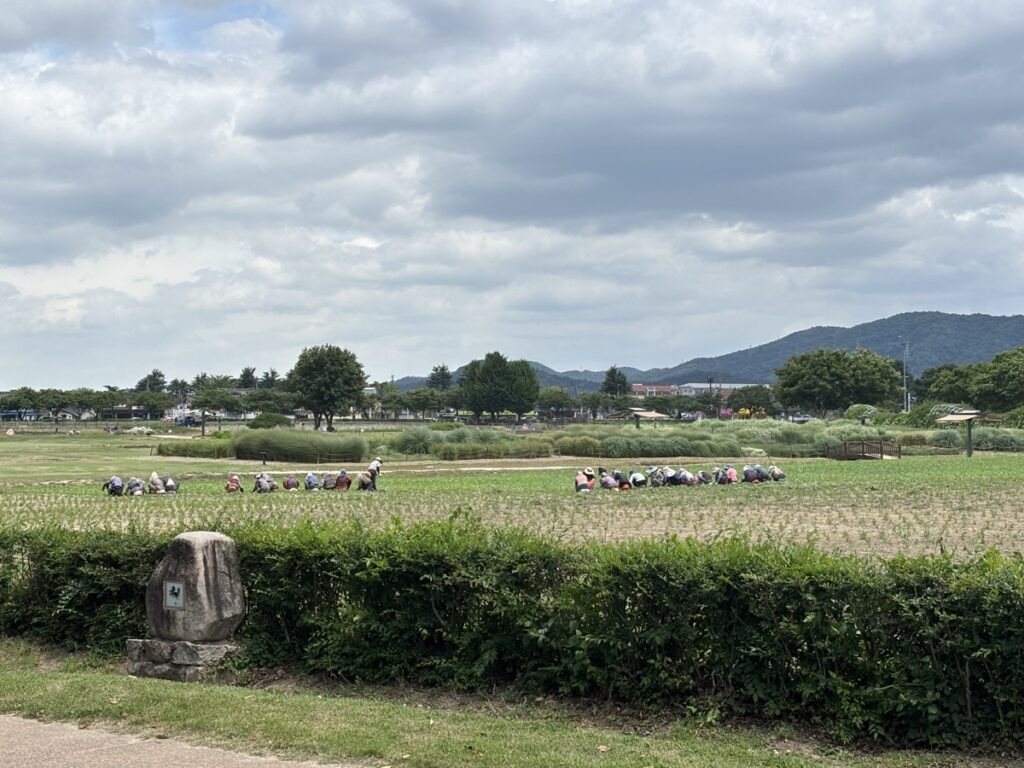 草取り作業をしているおばちゃんたちの写真