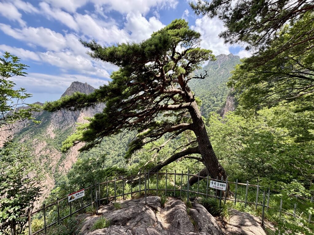 舞鶴松