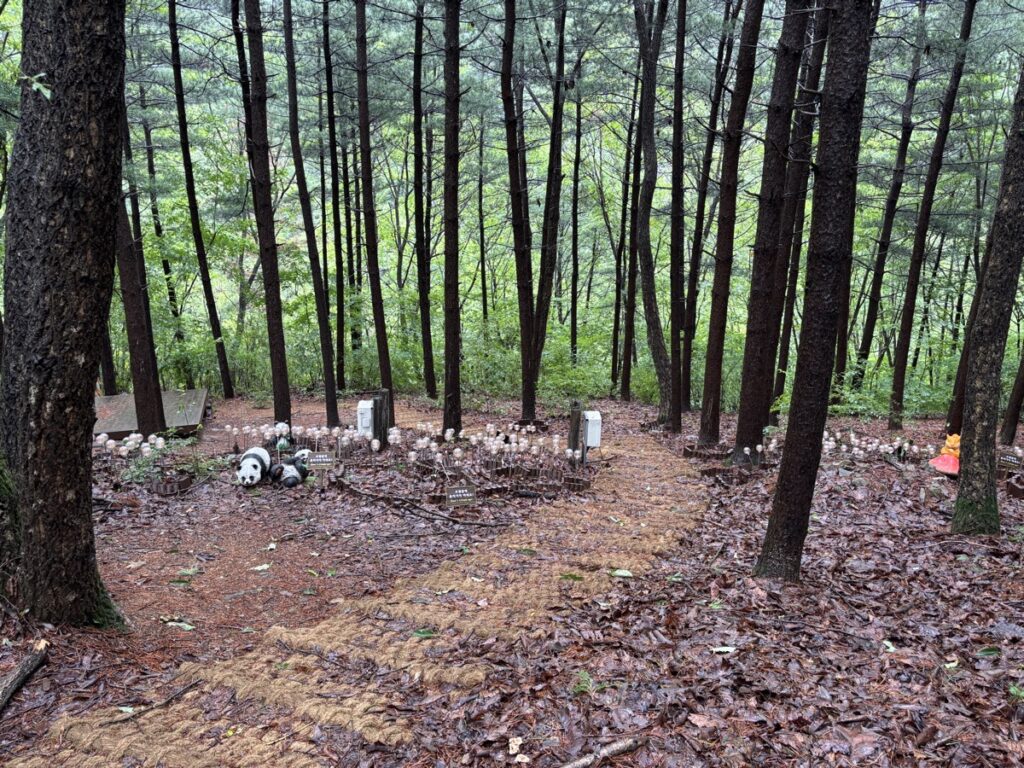 吊り橋までの道のりの写真