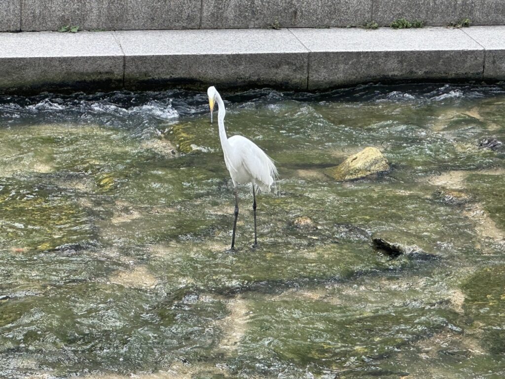 白い鳥を写した写真